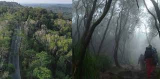 Hutan yang Menelan Tempat di Mana Orang Bisa Menghilang Tanpa Jejak